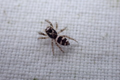 Salticus scenicus