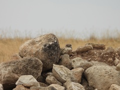 Athene noctua