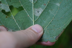 Phyllonorycter lucetiella