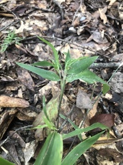 Dichanthelium commutatum