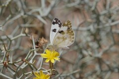 Pontia daplidice