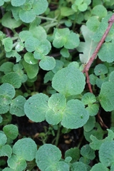 Chrysosplenium oppositifolium