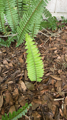 Nephrolepis cordifolia