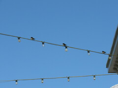 Hirundo rustica erythrogaster