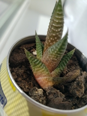 Haworthia