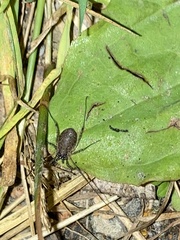Oligolophinae