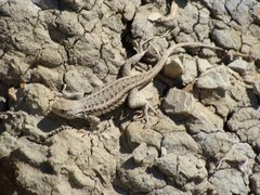 Sceloporus graciosus graciosus