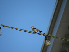 Hirundo rustica erythrogaster