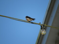 Hirundo rustica erythrogaster