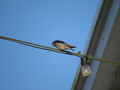 Hirundo rustica erythrogaster