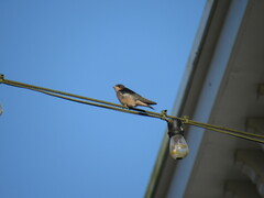 Hirundo rustica erythrogaster
