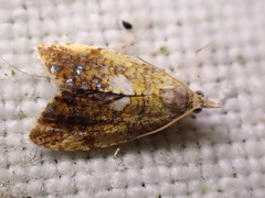 Pseudargyrotoza conwagana