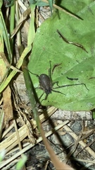 Oligolophinae
