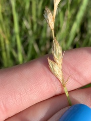 Carex xerantica