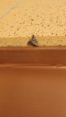 Eubolina impartialis