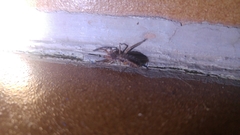 Gluvia dorsalis