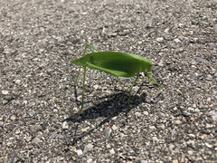 Amblycorypha oblongifolia