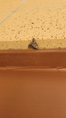 Eubolina impartialis