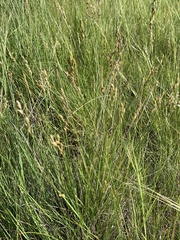 Carex xerantica