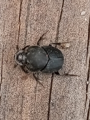 Onthophagus hecate