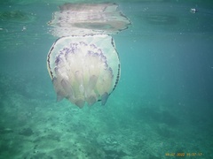 Rhizostoma pulmo