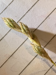 Carex xerantica