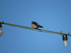 Hirundo rustica erythrogaster