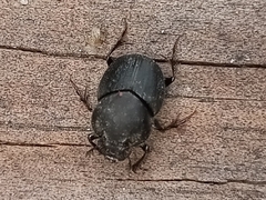 Onthophagus hecate