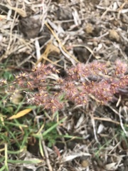 Melinis repens
