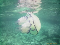 Rhizostoma pulmo