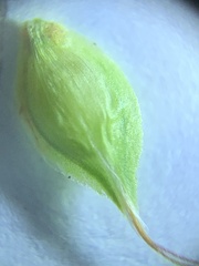 Carex xerantica