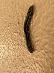 Anadenobolus monilicornis