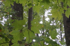 Acericecis ocellaris