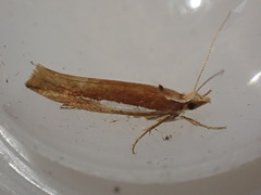 Ypsolopha parenthesella