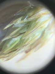 Carex xerantica