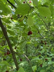 Cornus mas