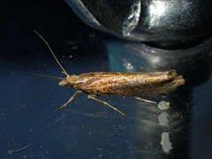 Ypsolopha parenthesella