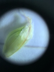 Carex xerantica