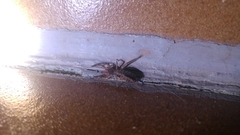 Gluvia dorsalis