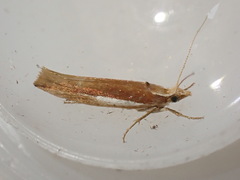 Ypsolopha parenthesella