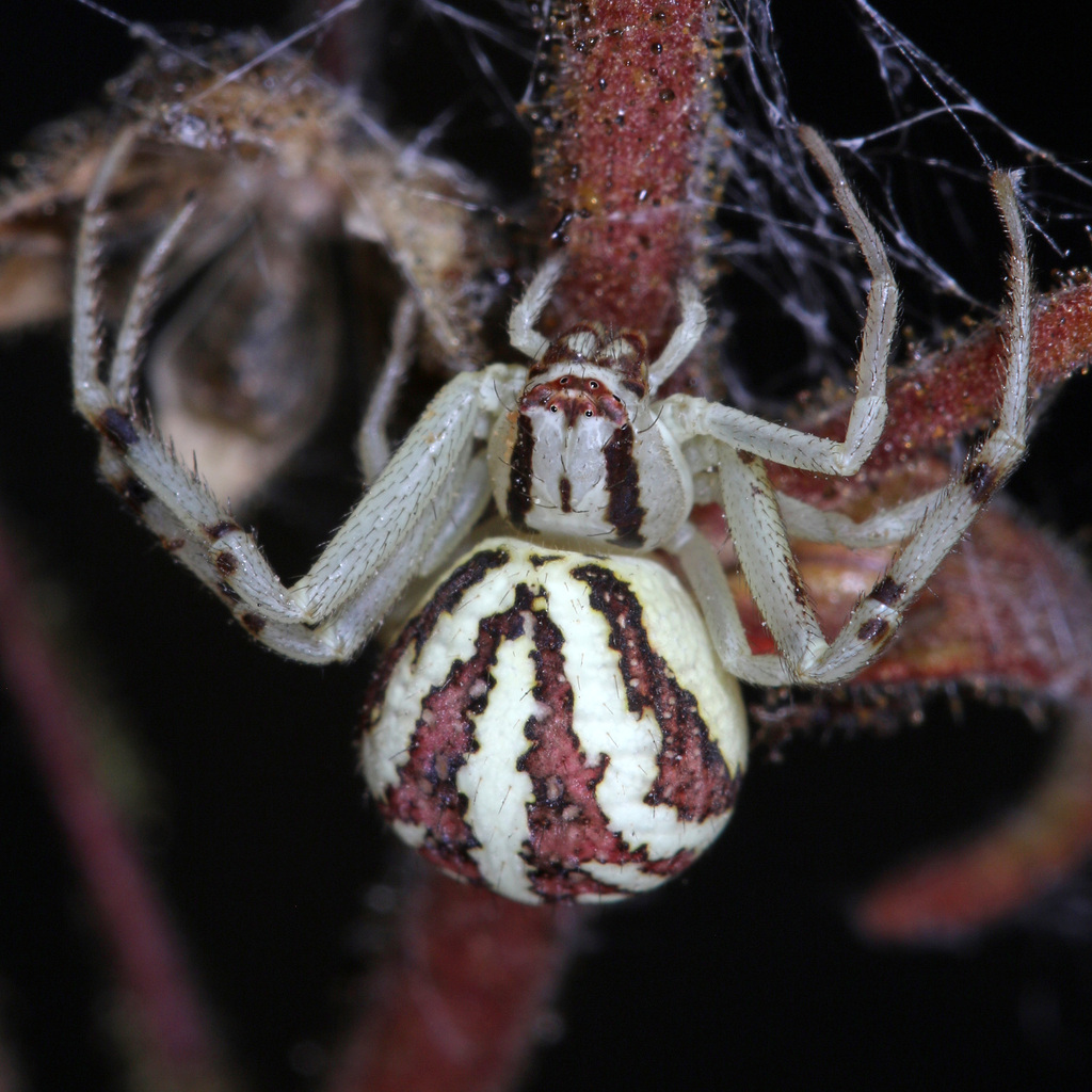 Mecaphesa