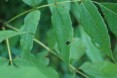 Arthropoda