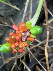 Arisaema triphyllum