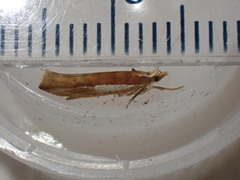 Ypsolopha parenthesella