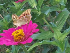 Argynnis pandora
