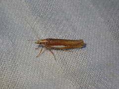 Ypsolopha parenthesella