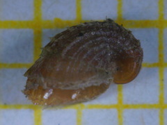Capulus ungaricus