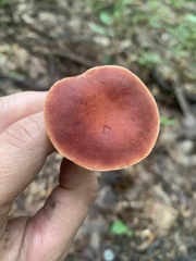 Phylloporus