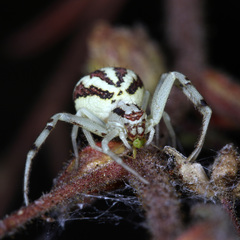 Mecaphesa schlingeri