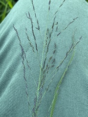 Eragrostis albensis